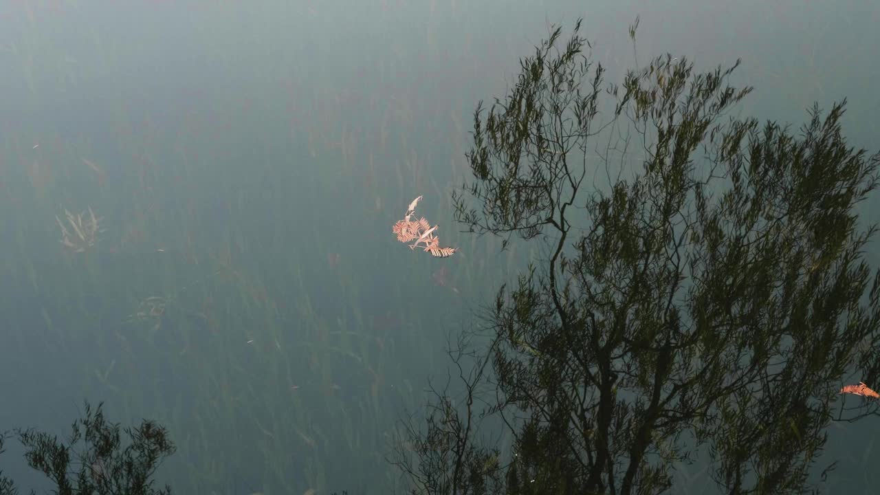 河流中森林的倒影，树木随着波浪摇曳，水下水草清晰可见，4k慢动作镜头。视频素材