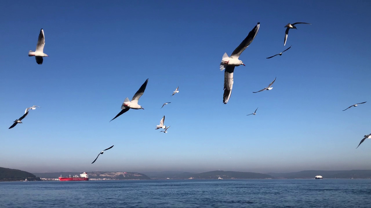 海鸥在海面上飞翔视频素材