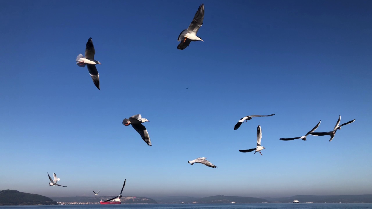 海鸥在海面上飞翔视频素材