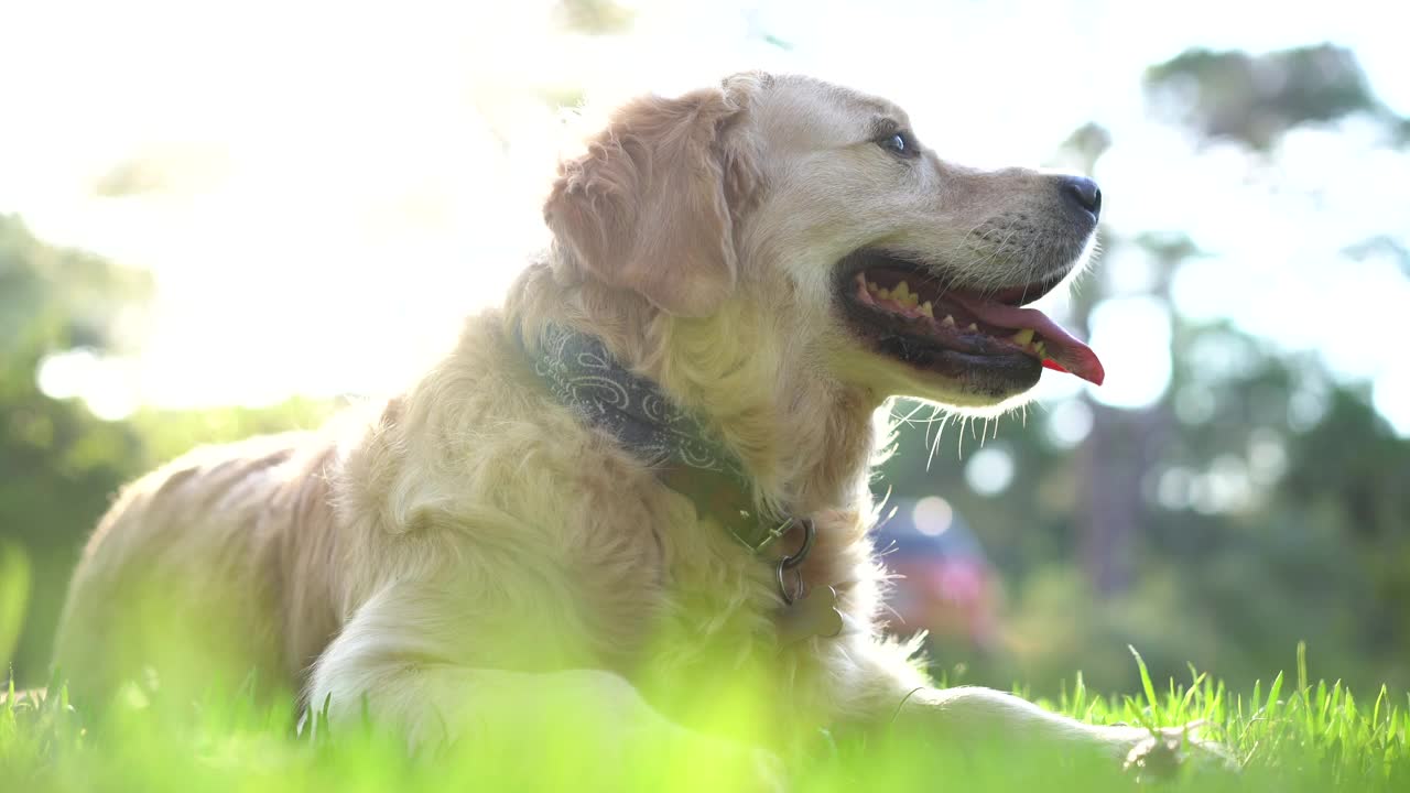 美丽的金毛猎犬躺在草地上的森林自然肖像视频素材