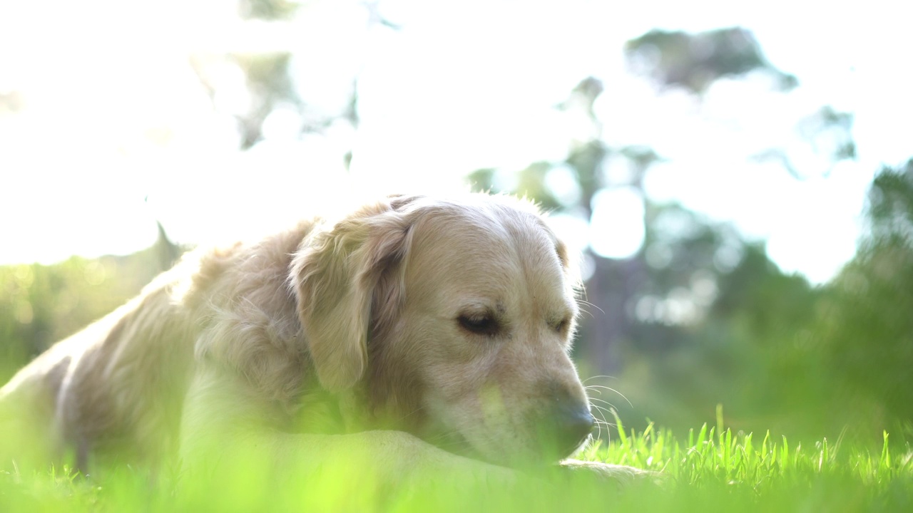 金毛犬在森林里吃木棍视频素材