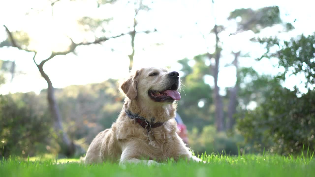 美丽的金毛猎犬躺在草地上的森林自然肖像视频素材