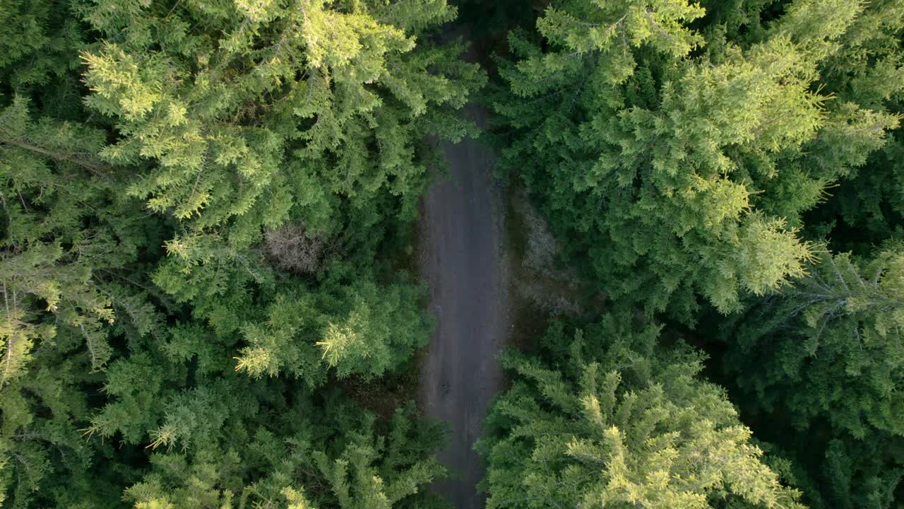 一个人在针叶林中沿着道路行走的鸟瞰图视频素材