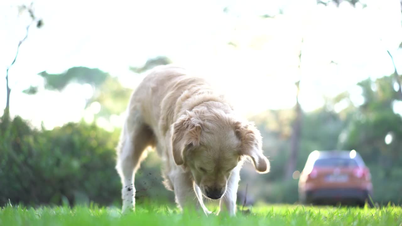 金毛猎犬在森林里挖洞视频素材