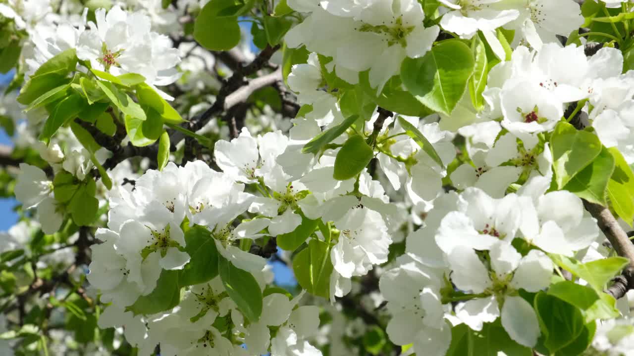 春天在树上开花。风吹视频素材