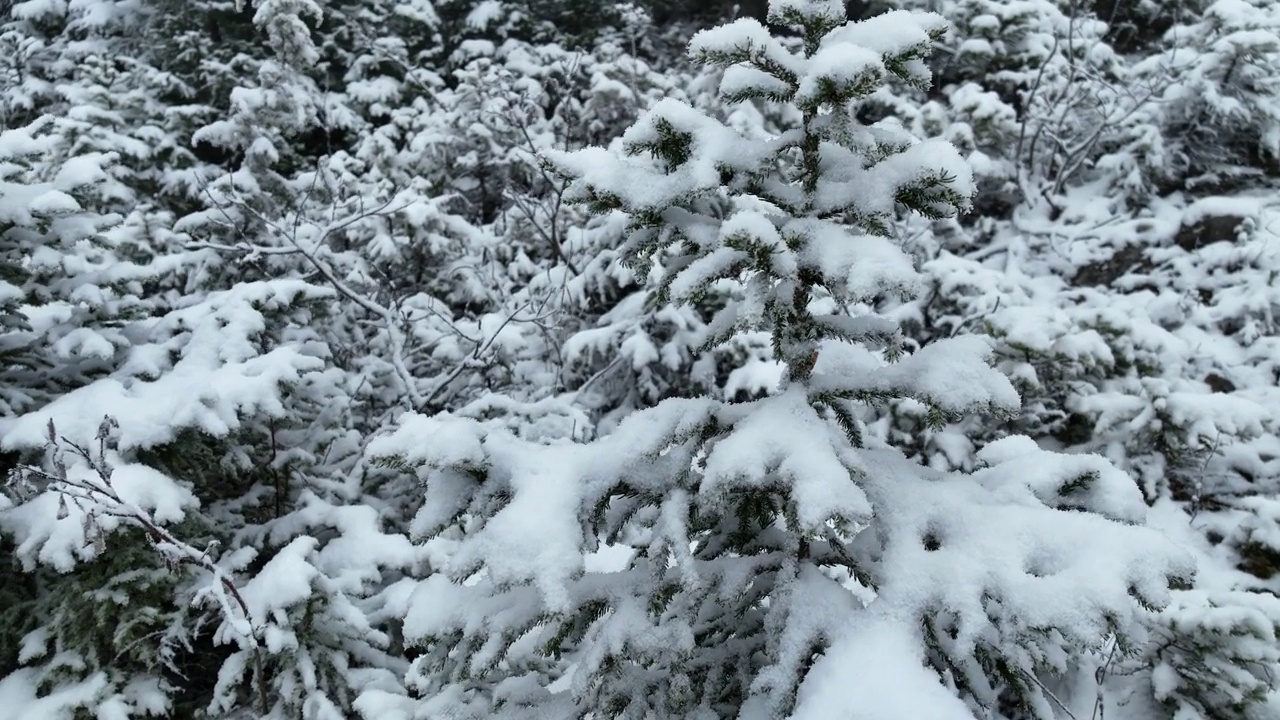 鸟瞰北方雪林冬季景观，降雪和第一次新鲜积雪覆盖的森林，自上而下的视图。视频素材