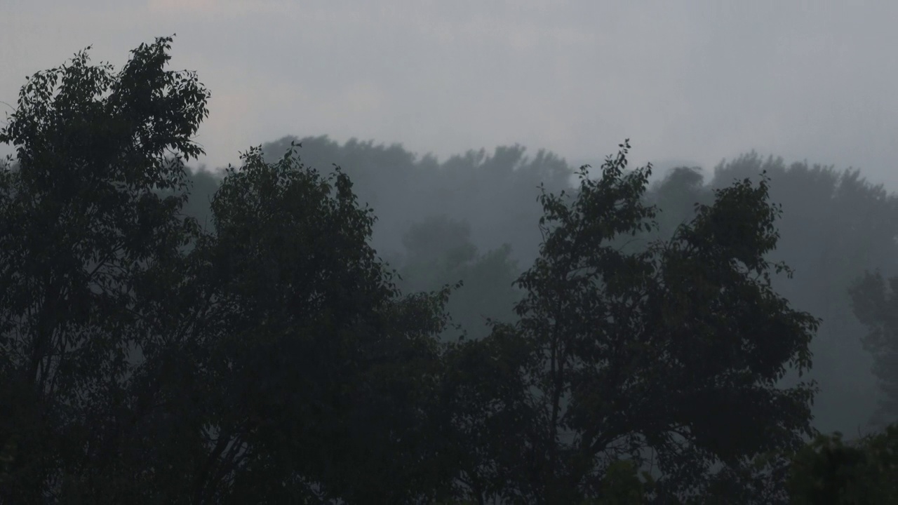 在大雨和大风中吹树。恶劣天气和暴风雨视频素材