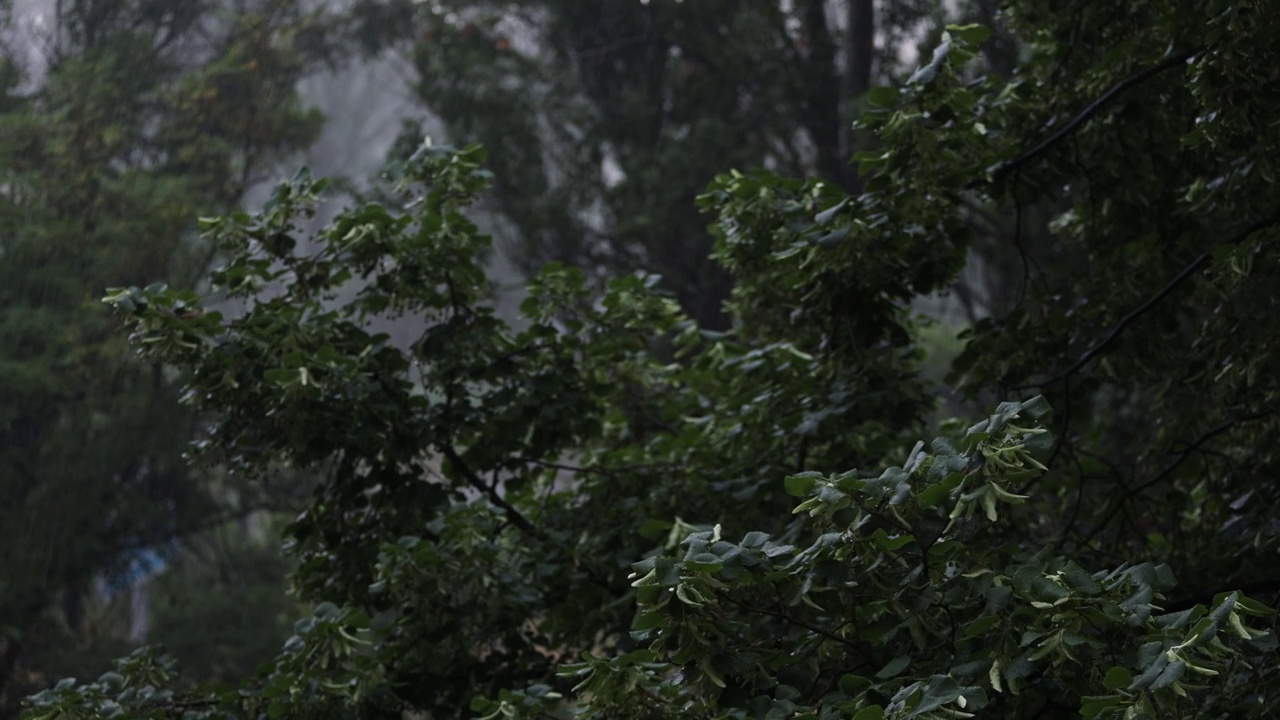 在大雨和大风中吹树。恶劣天气和暴风雨视频素材