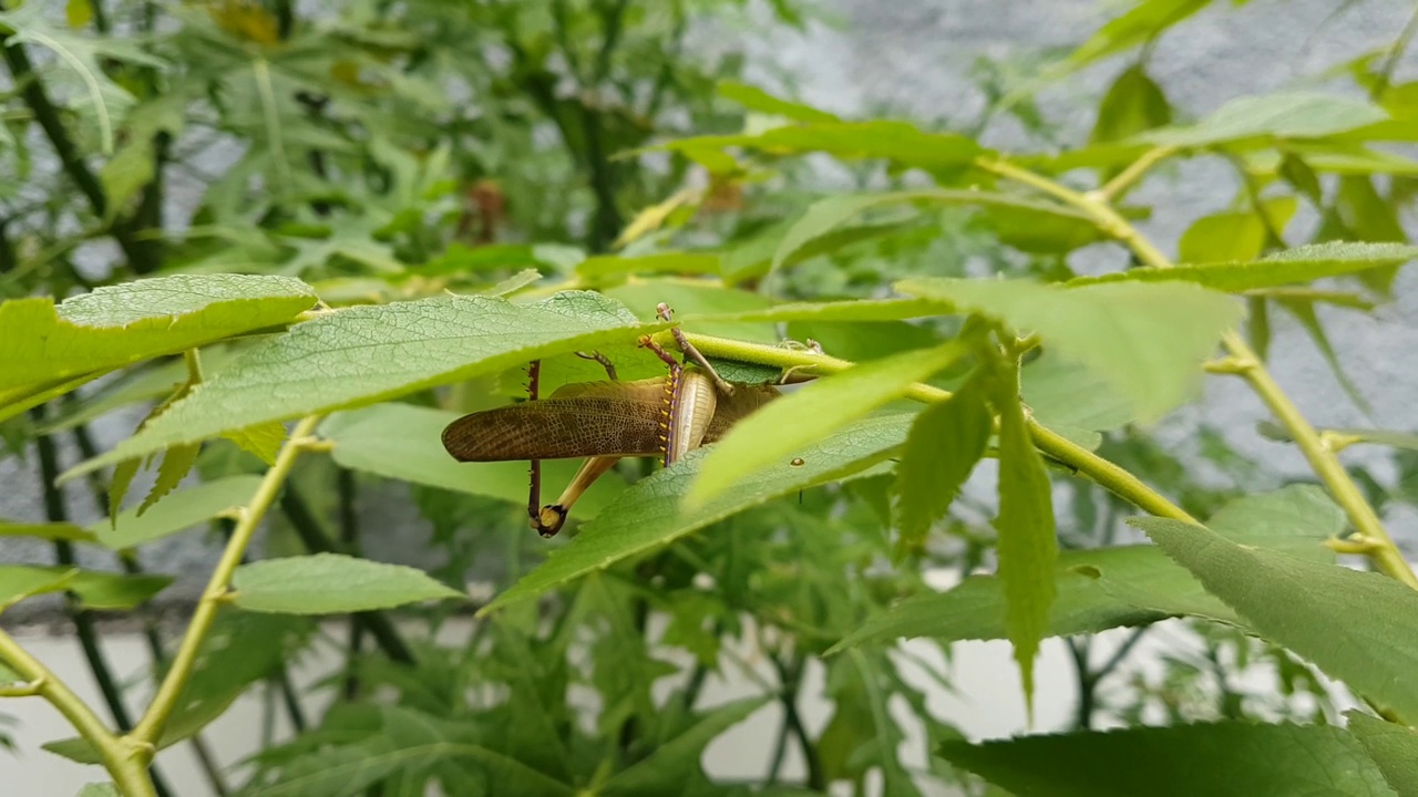 一只蚱蜢视频素材