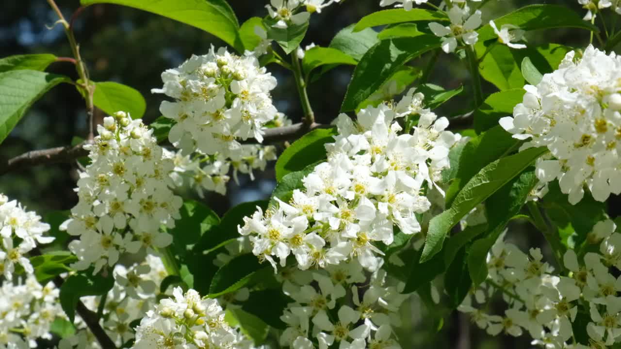 春天在树上开花。风吹视频素材