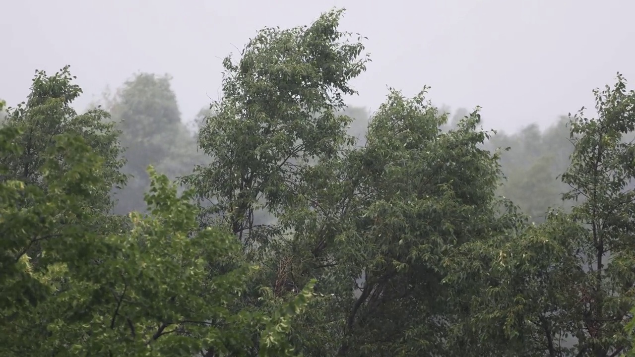 在大雨和大风中吹树。恶劣天气和暴风雨视频素材