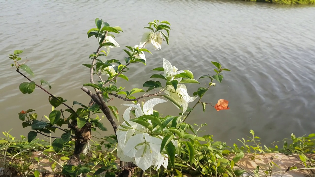 怀特bougenville视频素材