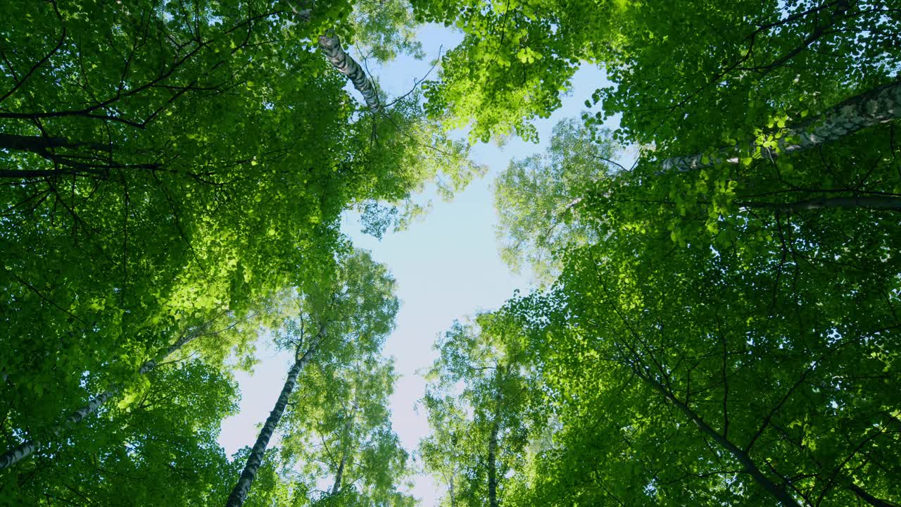 树冠映衬着蓝天。仰望野生森林中的高大树木。旋转。视频素材