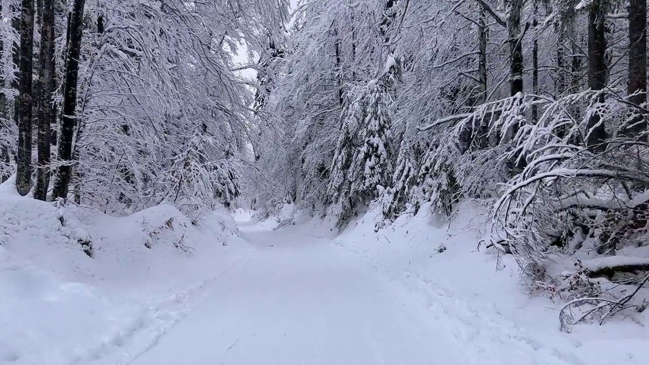 旅行的观点在雪路穿过白雪森林视频素材