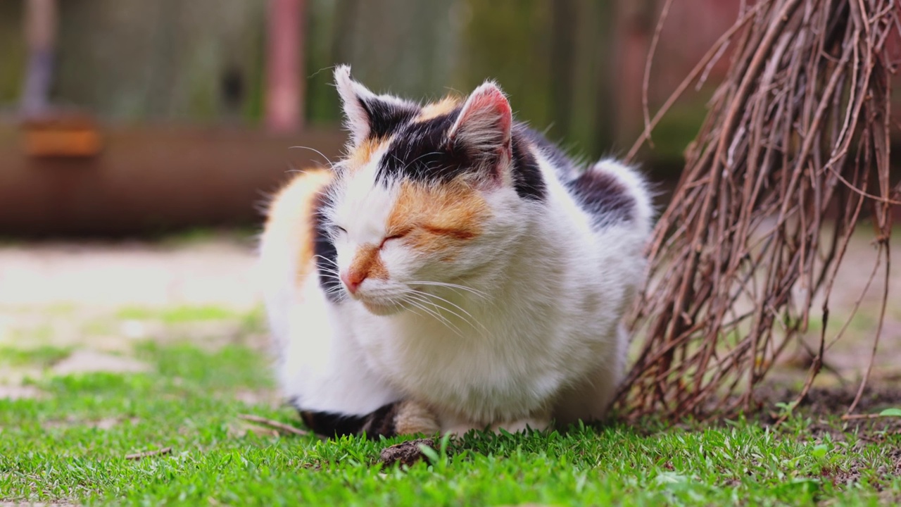 一只可爱的猫躺在绿色的草地上。户外的猫视频素材