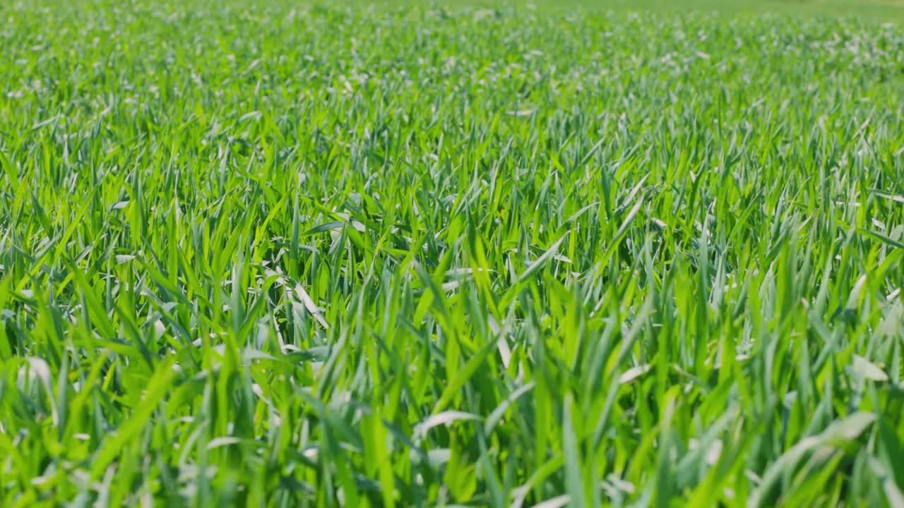 一片新鲜的草地，在阳光明媚的日子里。小麦苗正在地里生长视频素材