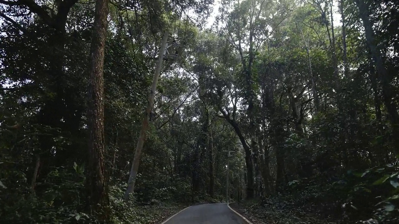 驾驶角度看空旷的道路上有美丽的森林景观视频素材