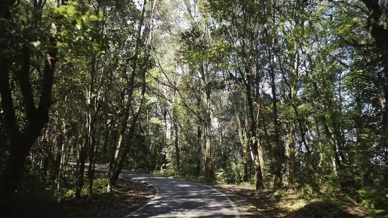 驾驶角度看空旷的道路上有美丽的森林景观视频素材