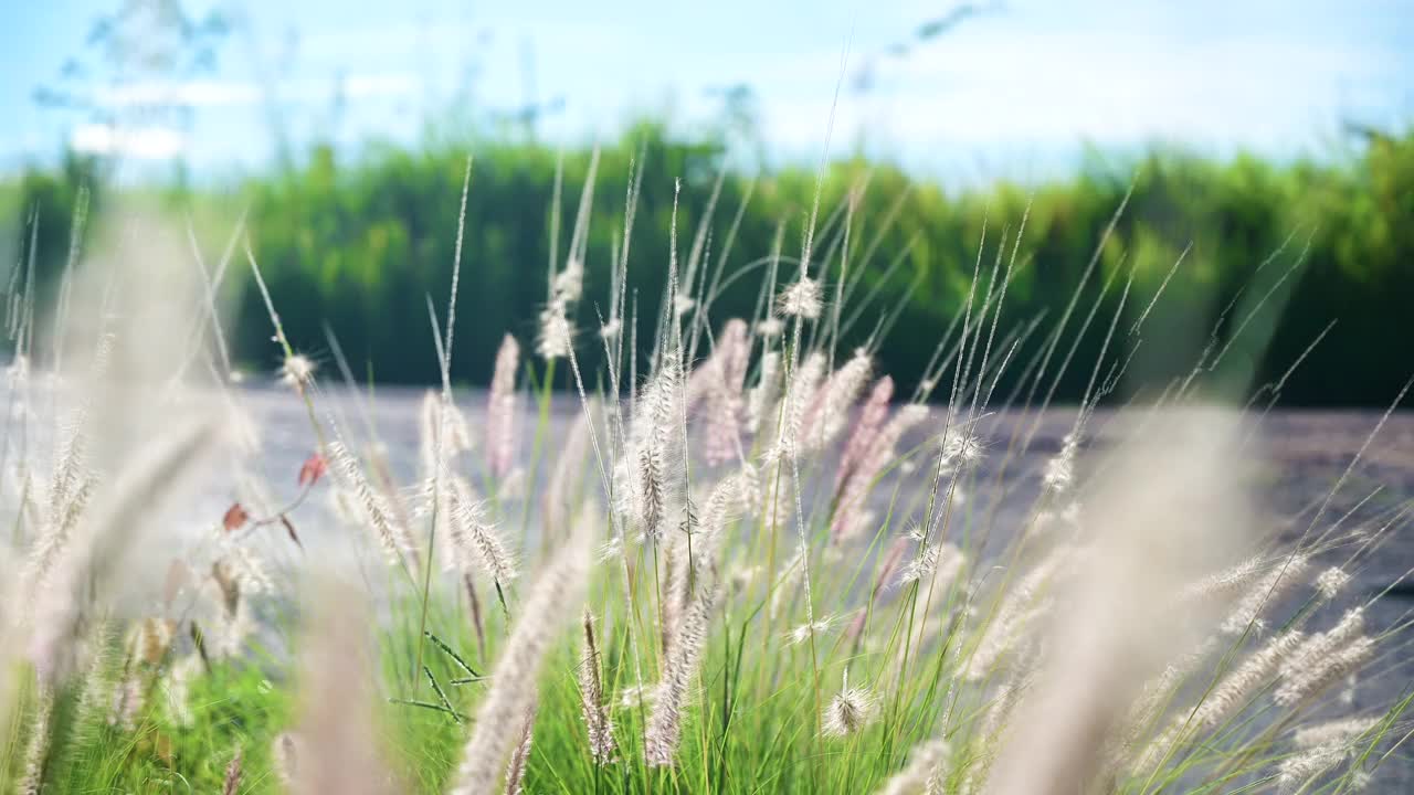 近景组白花草地与明亮的阳光。视频下载