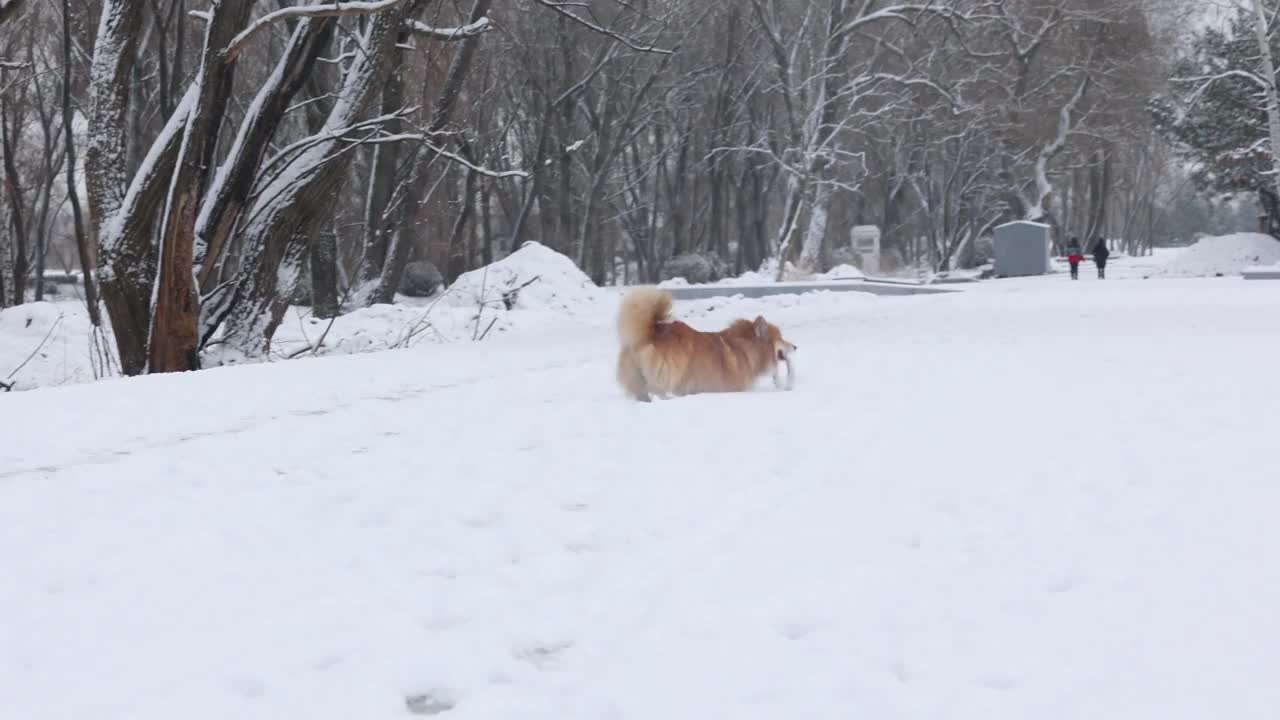 有趣的威尔士柯基毛绒狗在雪地上玩橡胶环玩具视频素材