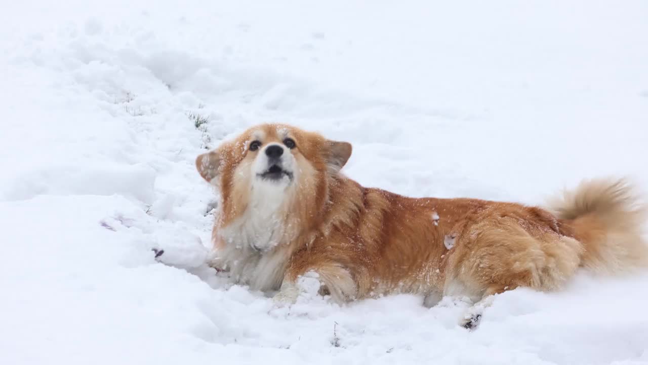 有趣的威尔士柯基毛绒狗在雪地上玩橡胶环玩具视频素材