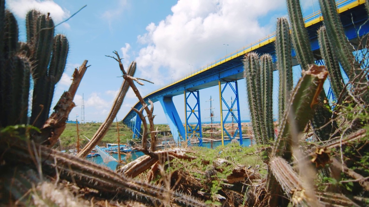 Advancing shot through a bush of cactus to reveal a blue bridge in curaçao with a regatta of ships moored along the river视频素材