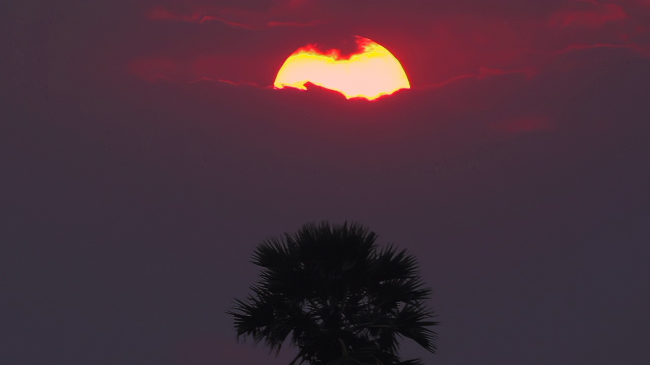 太阳落在棕榈树上，时间流逝视频素材