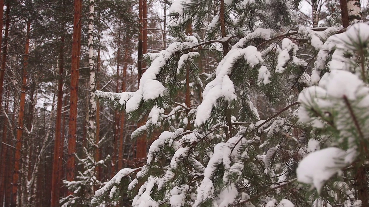 在慢镜头中，雪从冷杉树枝上飘落。视频下载