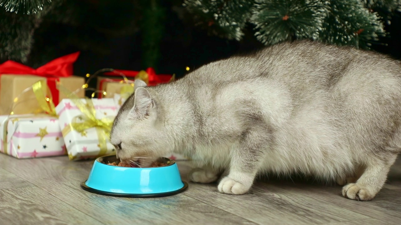 一只灰色的猫在圣诞树和礼物的背景上吃东西视频素材