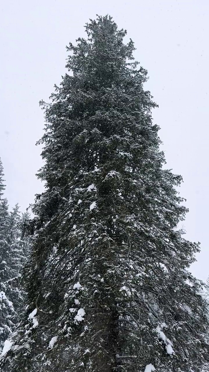 云杉树在大雪中视频素材