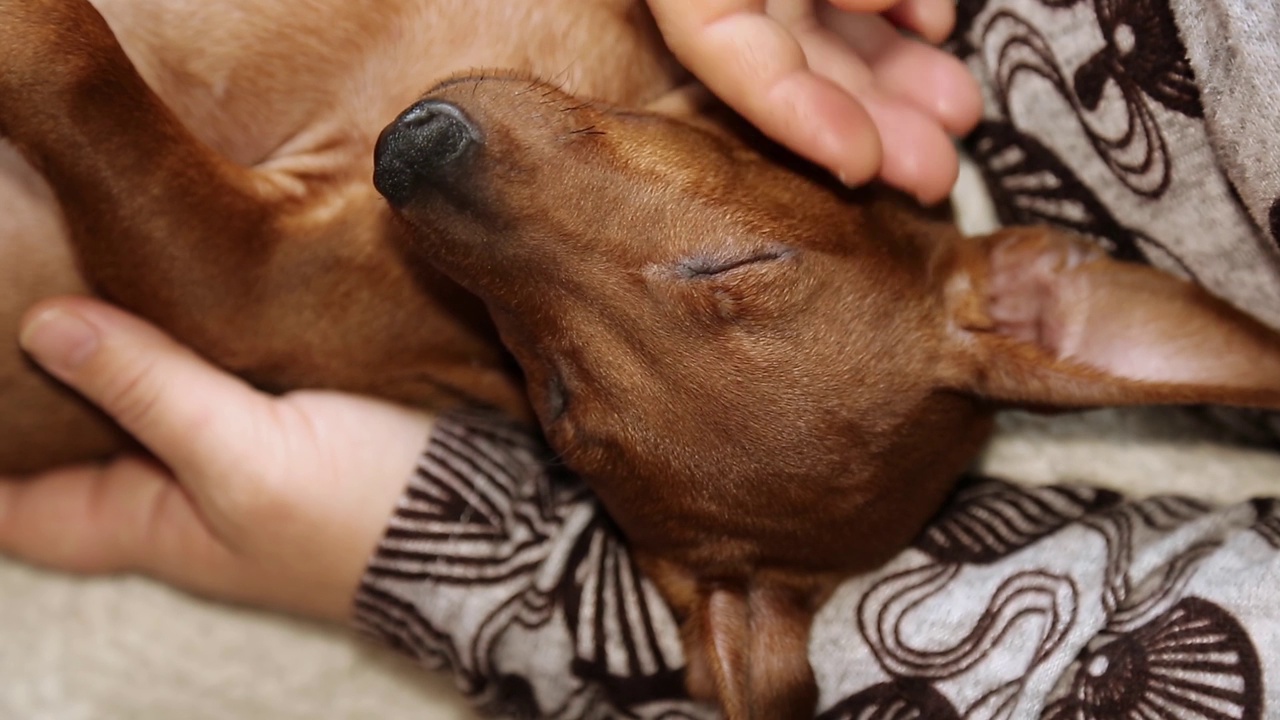 年轻的迷你小猎犬温暖舒适。视频素材