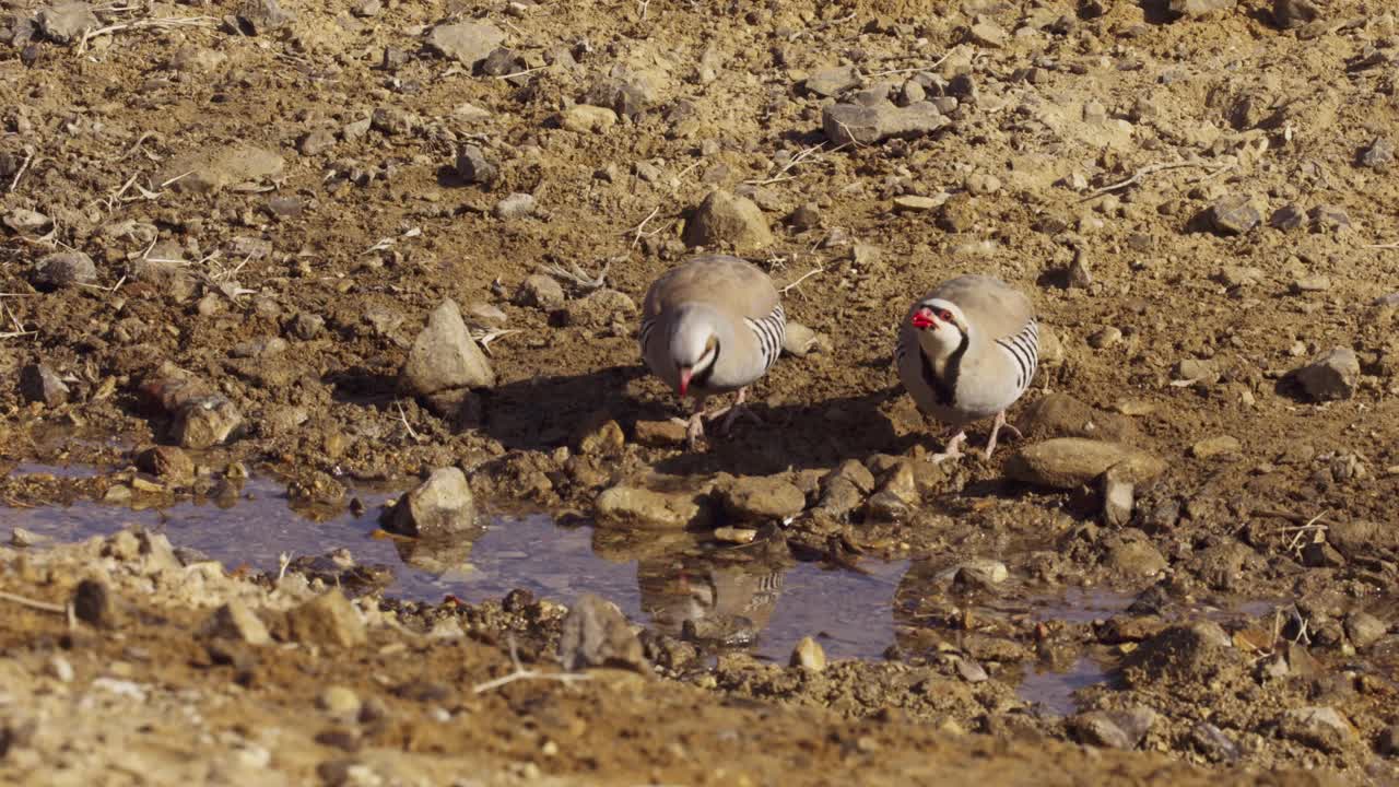 以色列，一群从沙漠蓄水池中饮水的丘卡尔人(Alectoris chukar)视频素材