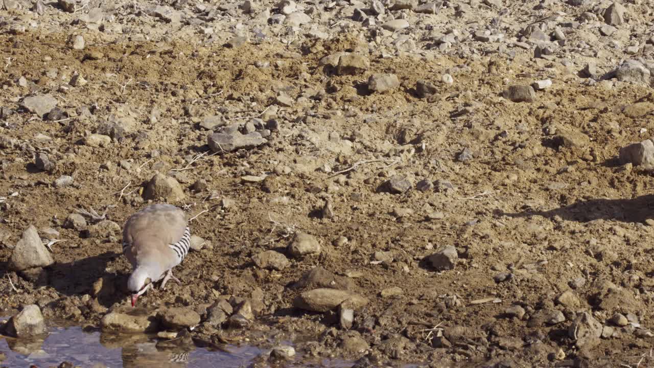 以色列，一群从沙漠蓄水池中饮水的丘卡尔人(Alectoris chukar)视频素材