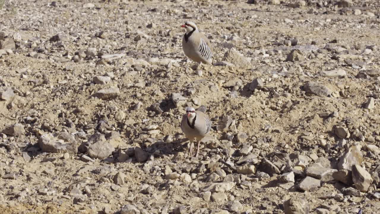 以色列，一群从沙漠蓄水池中饮水的丘卡尔人(Alectoris chukar)视频素材