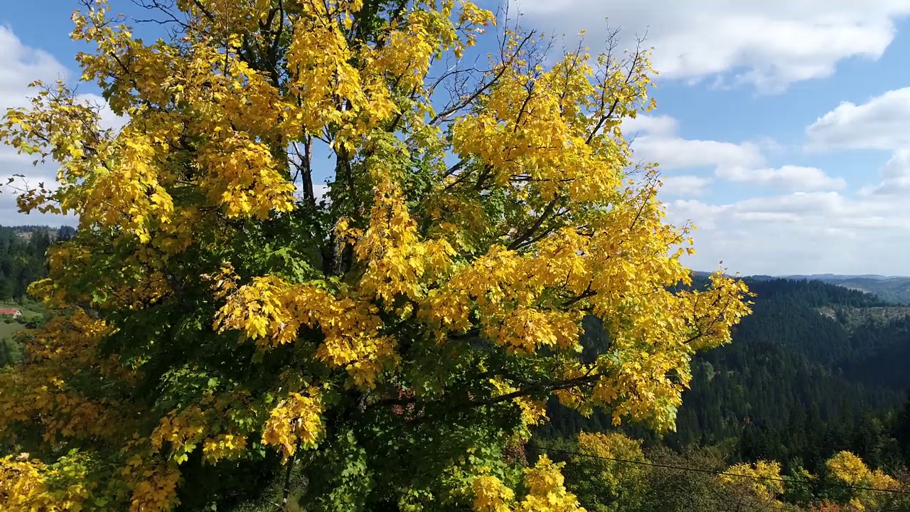 金色或黄色的叶子在frxinus excelsior 'Jaspidea'(金梣树)树上。背景是清澈的蓝天。在摄影车上向上延时拍摄。视频素材