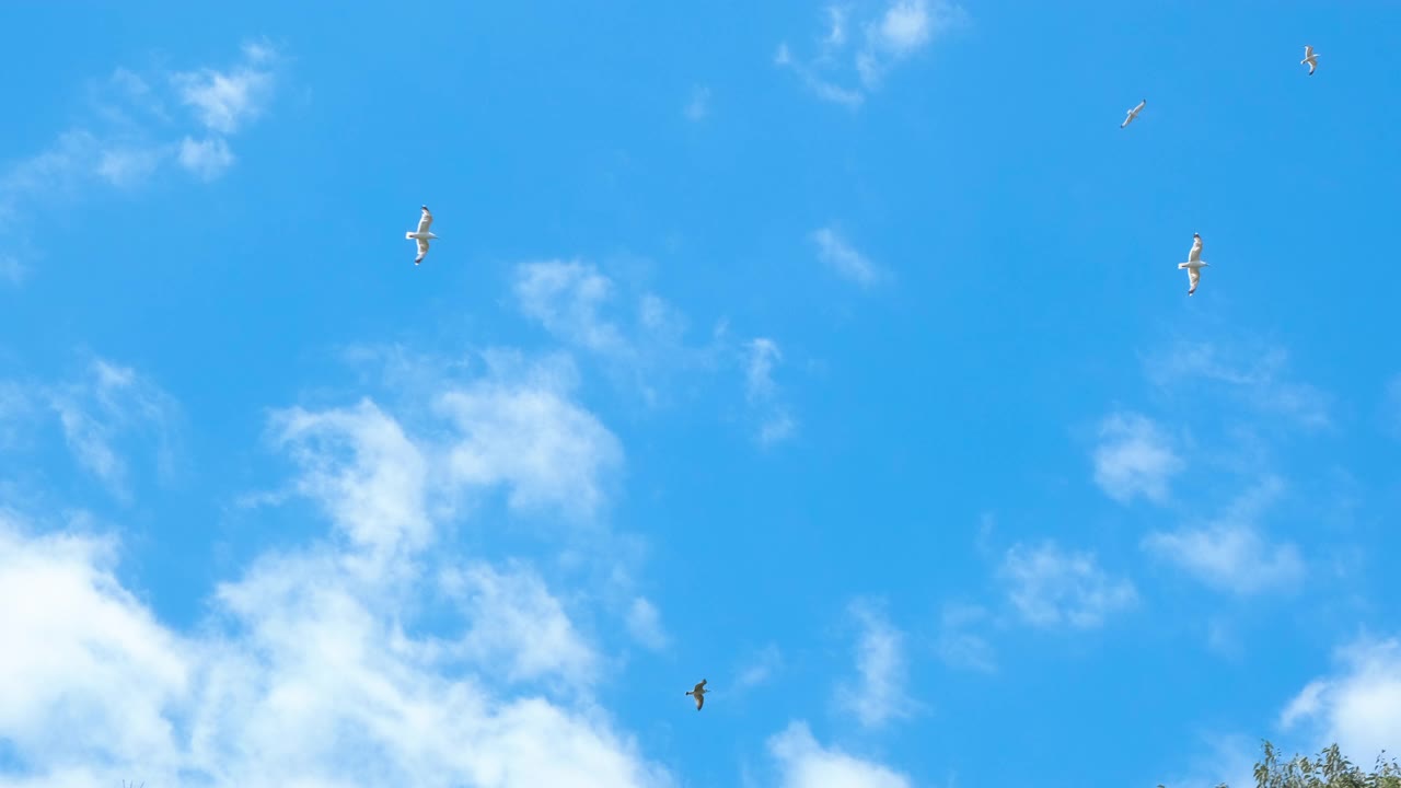 海鸥在蓝天上飞翔。视频素材