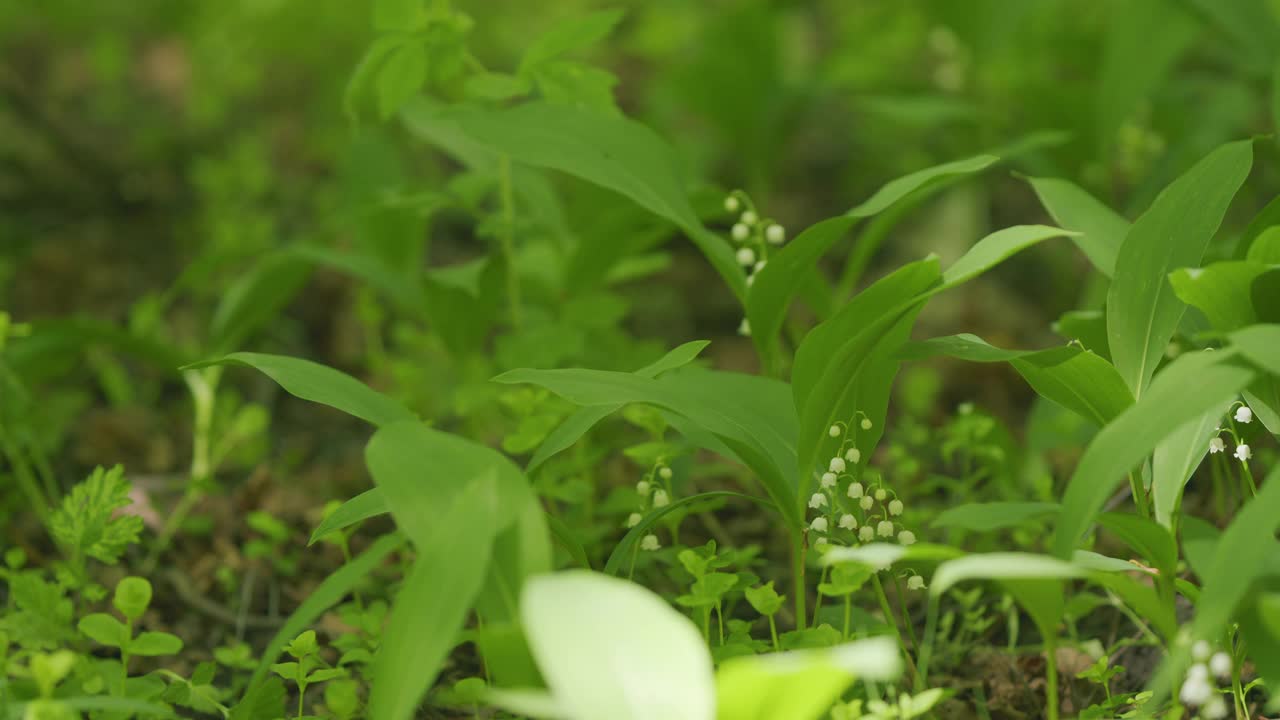 春林中盛开的山谷百合。花，铃，野百合。缓慢的运动。视频素材