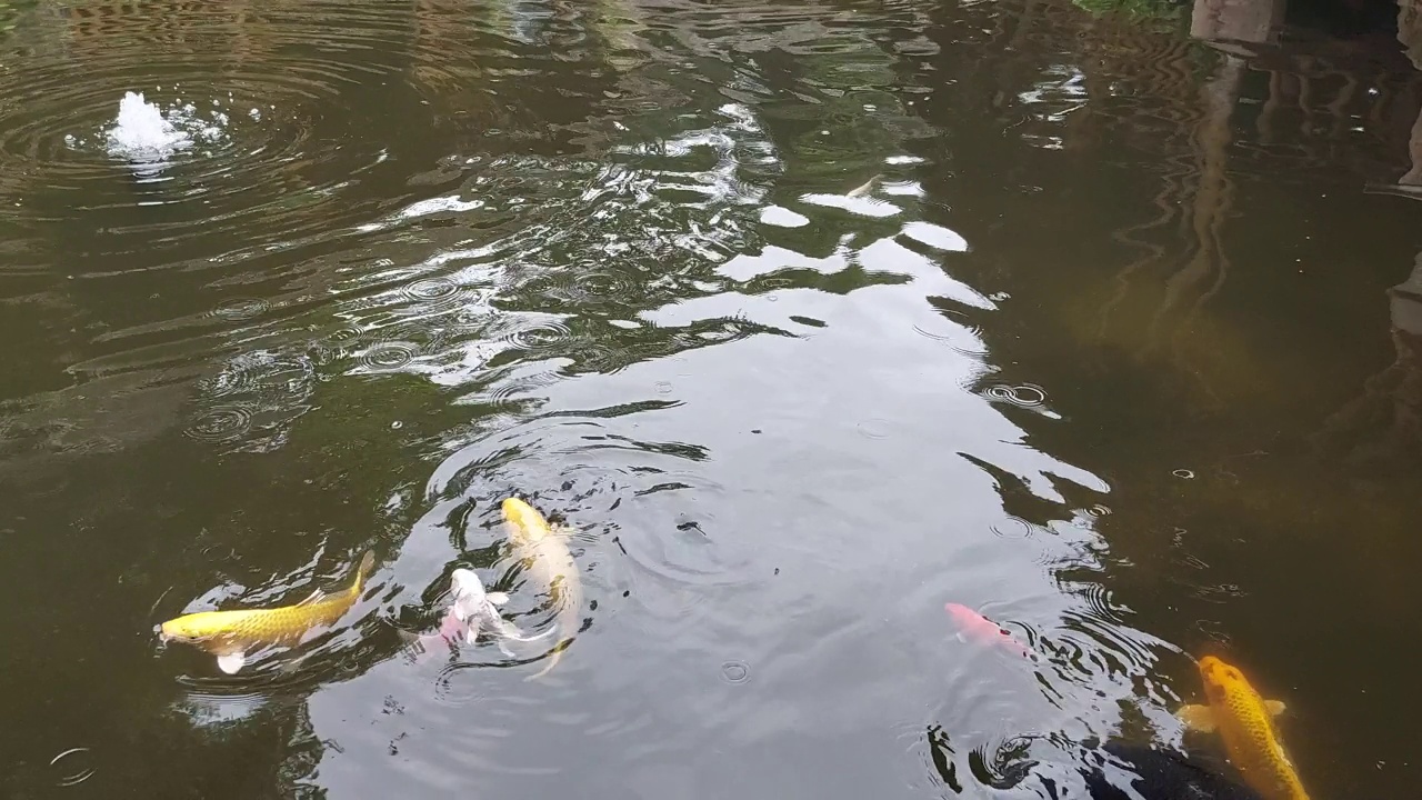 鱼在池塘里游泳视频素材