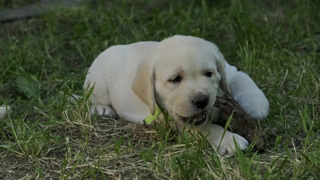 绿色草地上的拉布拉多犬视频素材