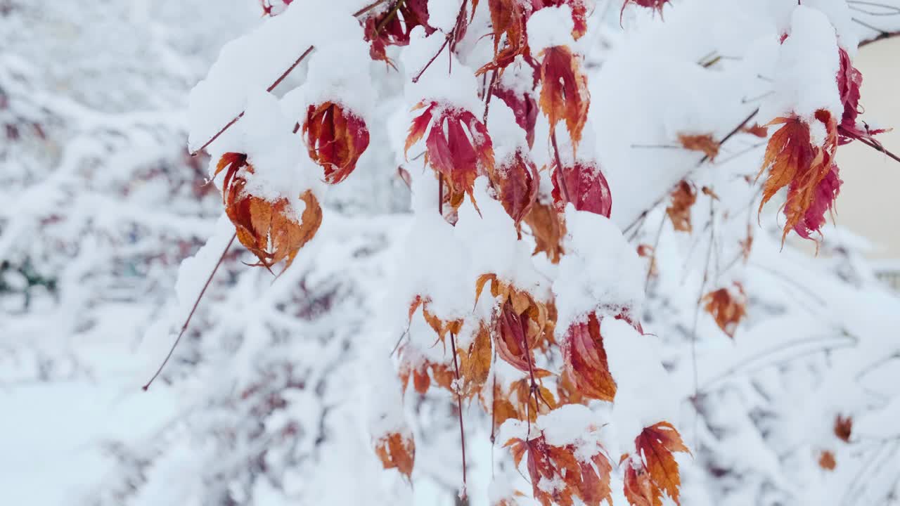 日本宏基下了雪。掌槭，俗称日本枫、掌槭，冬季又称光滑的日本枫视频素材