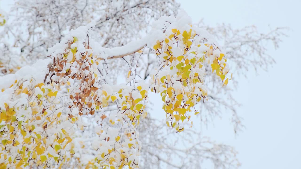 白桦树用黄色的秋叶覆盖着雪。第一场雪后的桦树树干和树枝视频素材