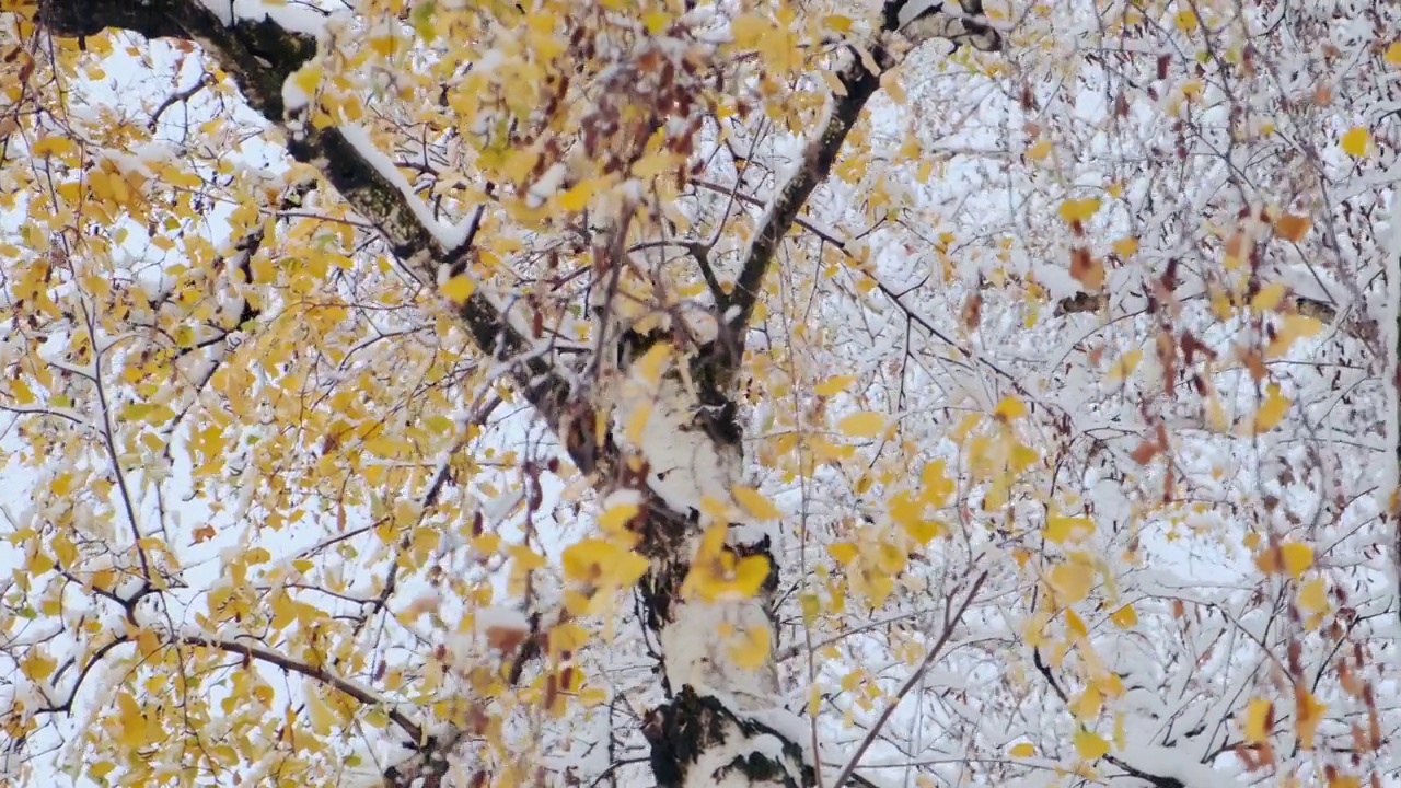 白桦树用黄色的秋叶覆盖着雪。第一场雪后的桦树树干和树枝视频素材