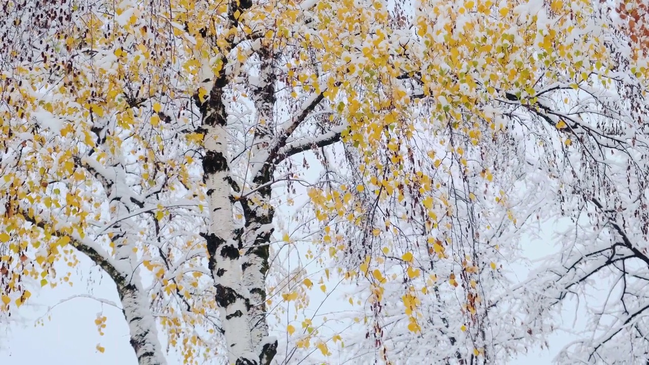 白桦树用黄色的秋叶覆盖着雪。第一场雪后的桦树树干和树枝视频素材