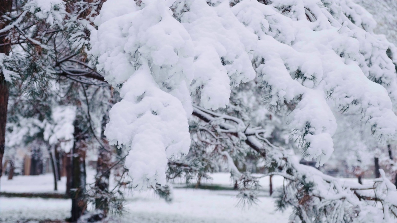 松树上挂满了初雪。松树林的冬天。雪后的针叶树视频素材