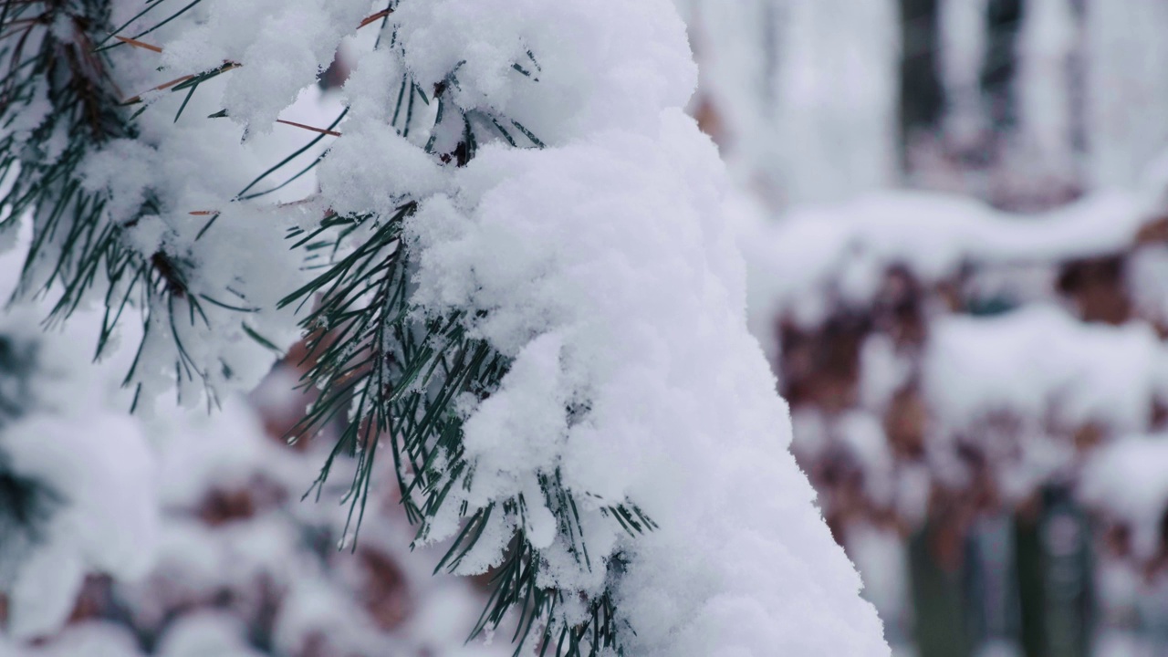 松树上挂满了初雪。松树林的冬天。雪后的针叶树视频素材