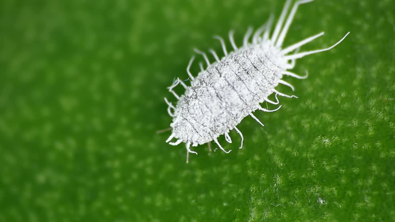 粉蚧，柑橘平球菌，兰花叶上的危险害虫。热带破坏性昆虫的微距视频视频素材