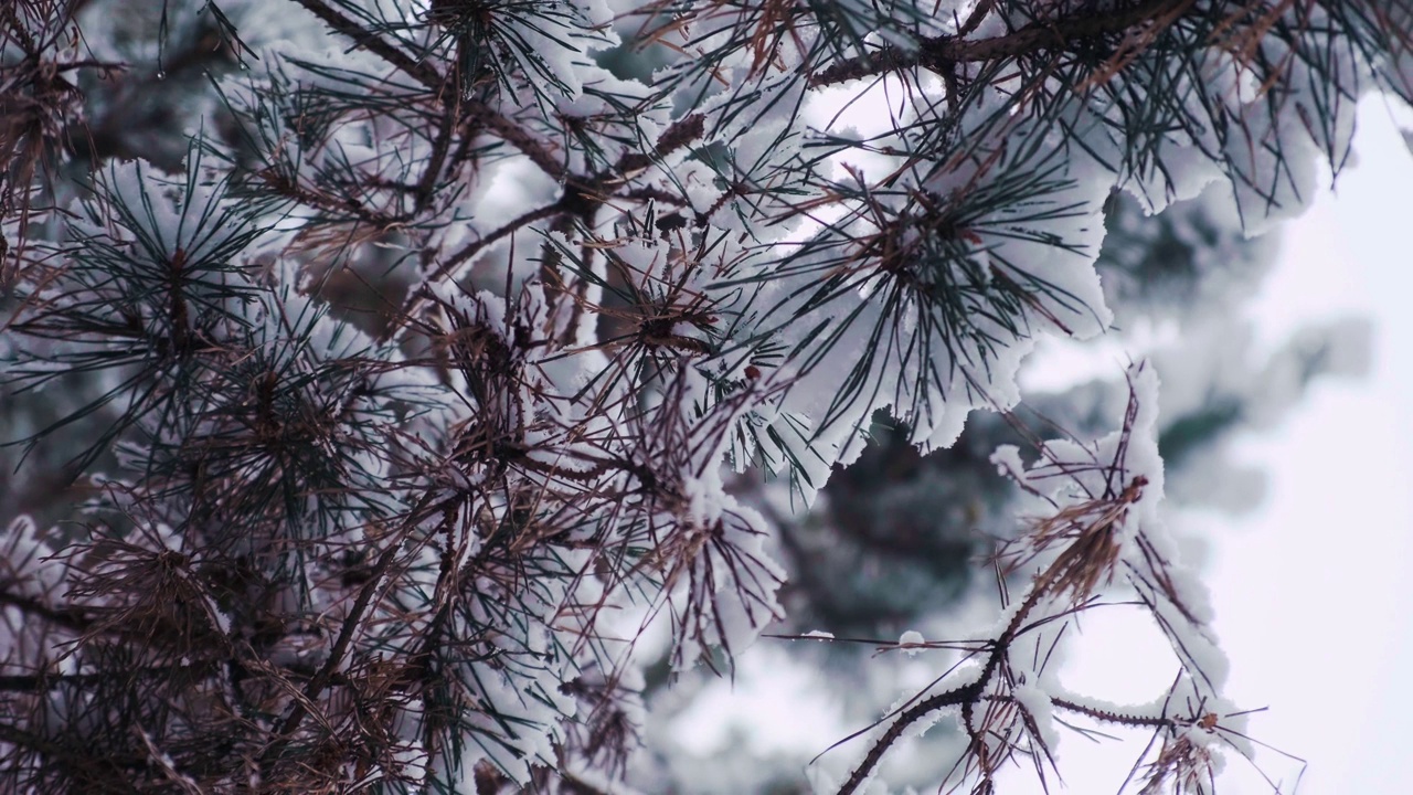 松树上挂满了初雪。松树林的冬天。雪后的针叶树视频素材