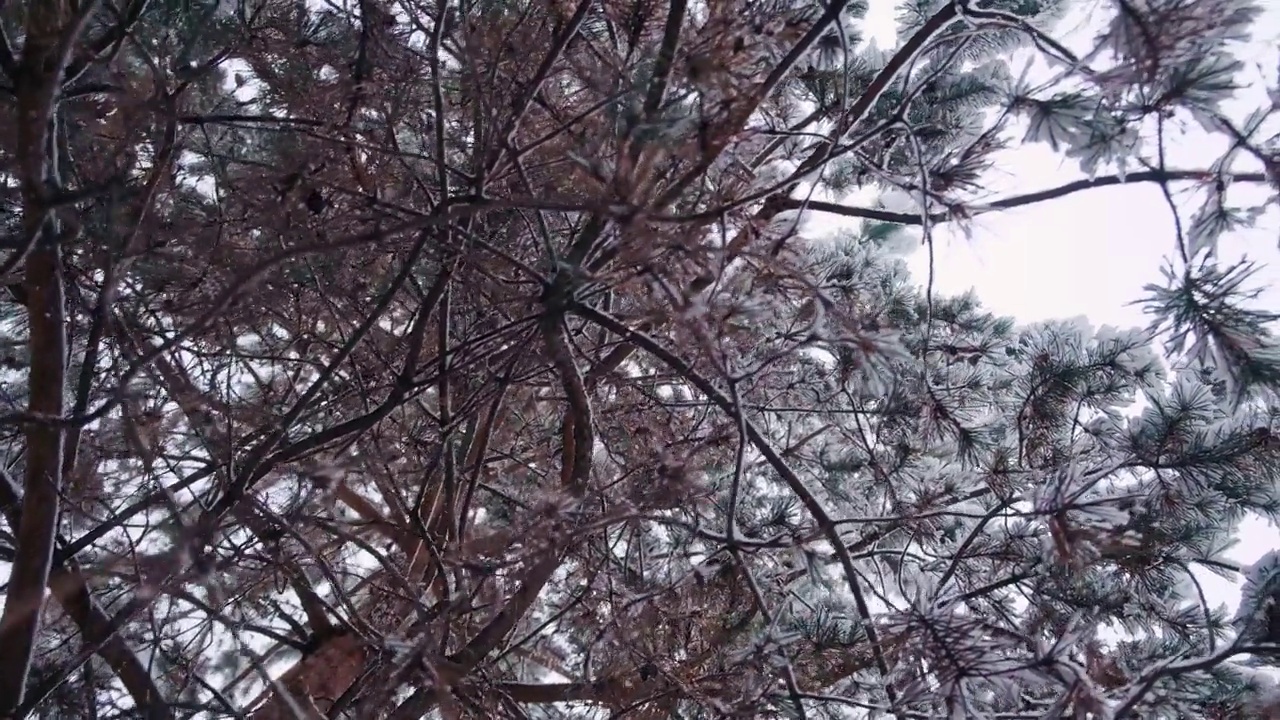 松树上挂满了初雪。松树林的冬天。雪后的针叶树视频素材