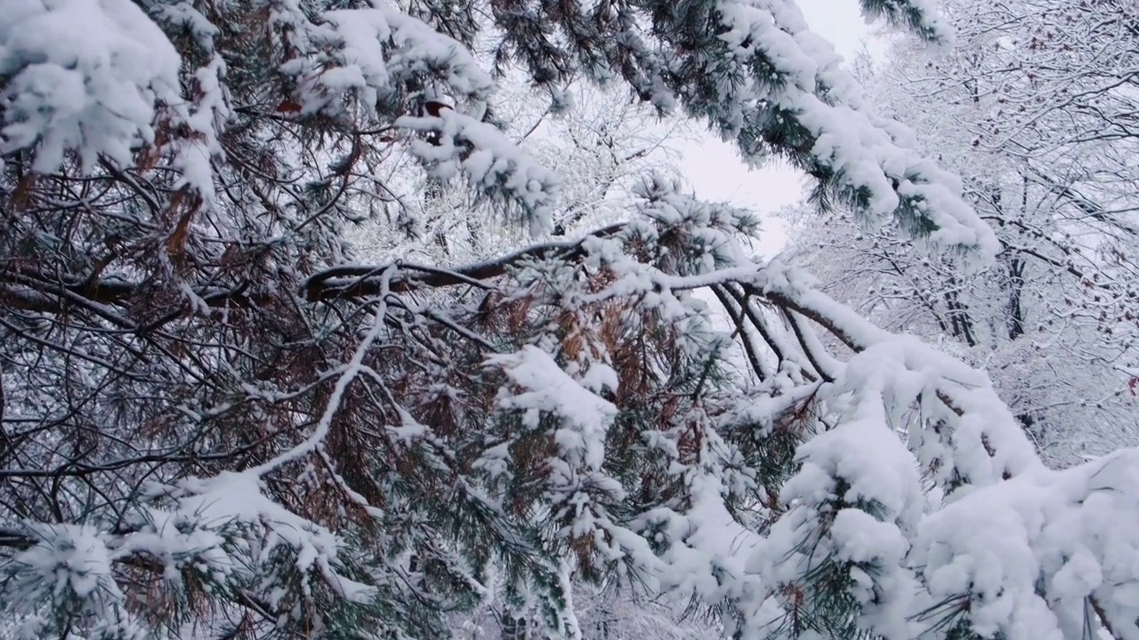 松树上挂满了初雪。松树林的冬天。雪后的针叶树视频素材