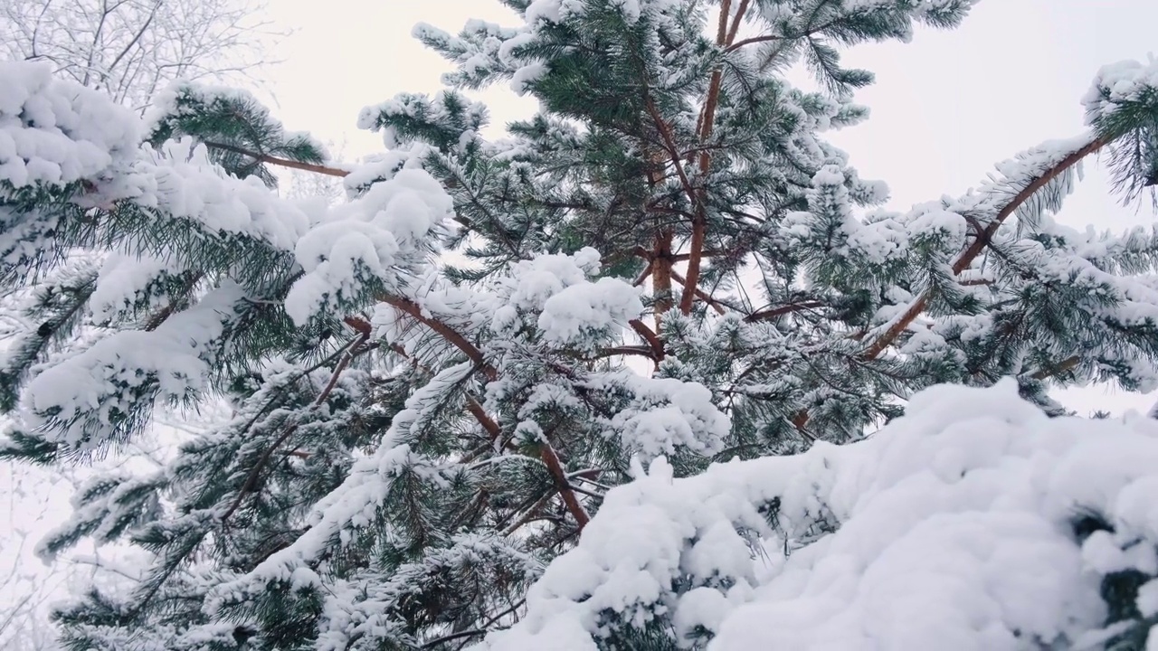 松树上挂满了初雪。松树林的冬天。雪后的针叶树视频素材